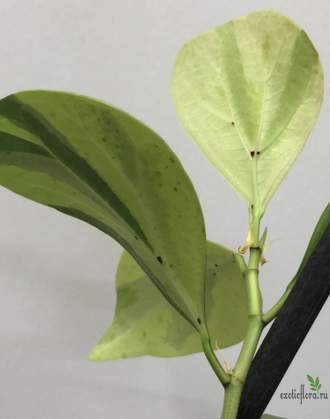 Ficus Diversifolia var.  Watermelon / фикус дельтовидный Арбуз