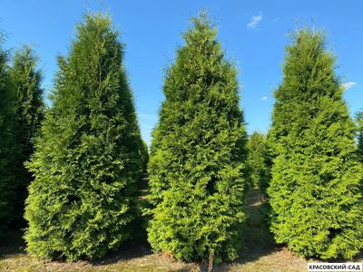 Туя Брабант - Brabant