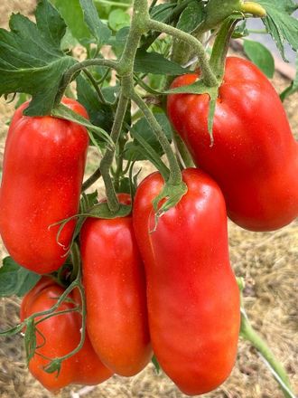 Фляга (La Flappа, Италия)