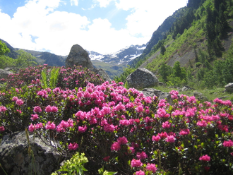 Рододендрон древесный (Rhododendron anthopogon), цветки, 1 г - 100% натуральное эфирное масло