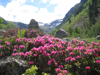 Рододендрон древесный (Rhododendron anthopogon), цветки, 10 г - 100% натуральное эфирное масло