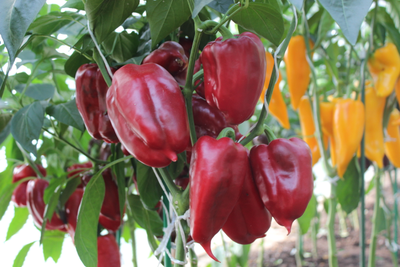 Красный колокольчик "Пузатый"(Red Bells "Potbelly")