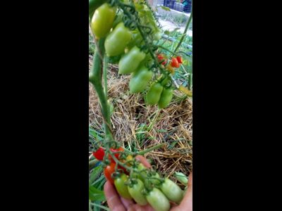 Томат Даттерини красный (Datterini red)