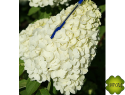 Гортензия метельчатая "Полар Бир" пушистый саженец 30 см