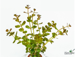 Ротала макрандра