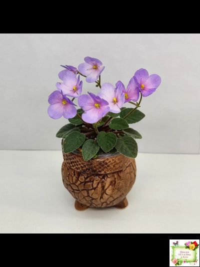 Frosted Fantasy спорт трейлер