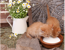 Обогреватель-картина Баган "Котята на сене"