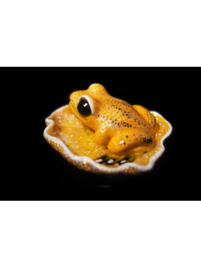 Мини-брошь "Притягивающая солнечный свет", украшение с лягушкой