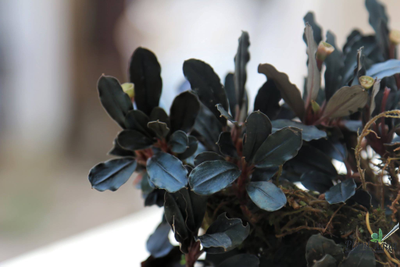 Буцефаландра sp. Midnight Blue