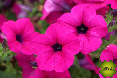 ПЕТУНИЯ АМПЕЛЬНАЯ ДЛЯ КАШПО 1 ШТ РАССАДА