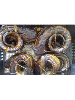 Сом г/к кольцо