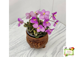 Toronto Belle (A.E.Adams) (детка)