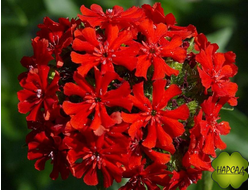 Лихнис (неприхотлив)