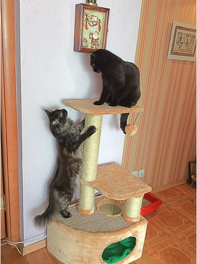 Домик для кошки Любимый №041