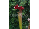 Sarracenia Alata hybrid 2