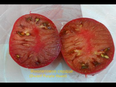 Томат Гном Фиолетовое Сердце (Dwarf Purple Heart )