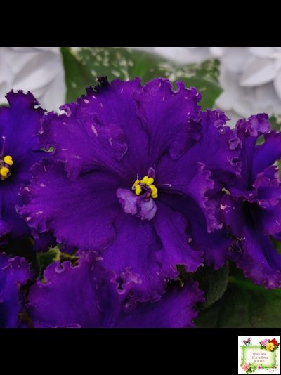 РМ-Черный Оникс (Н. Скорнякова) 2023 г.