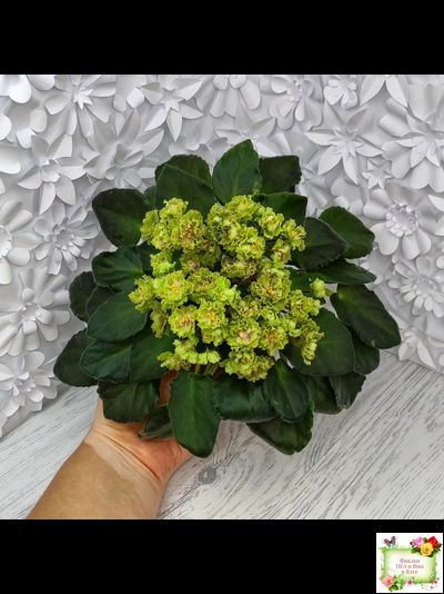 Allegro Pink Pistachio (J.Stromborg) (10765) 06/25/2015