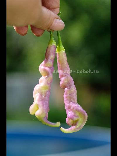 Перец острый Aji Confusion (Ахи Конфуз), 10 шт