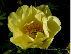 Пион Going Bananas (Гоуинг Бананас) ИТО