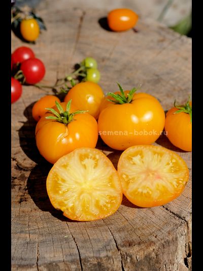 Томат Precious (Прелесть), 10 шт