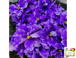 МТ-XXL Эльф (М. Тотиева) 2022 г.