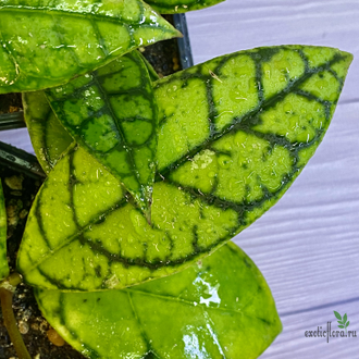 14/02/2025 Hoya Callistophylla No.3 (pink splash)