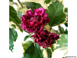 Гибискус Пурпуреус Вариегатус - Purpureus Variegatus