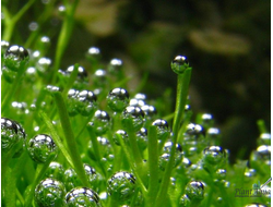 SwetAqua CO2 DIY Refill - Компоненты для CO2 систем на основе лимонной кислоты