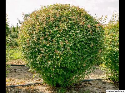 Топиар клён Гиннала в форме шара