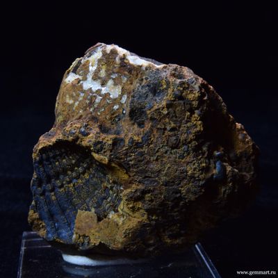 Керченит и силомелан в полости морской ракушки. 61*57*26мм