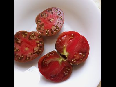 Томат Гном Тенесси Сюит (Dwarf Tennessee Suited)