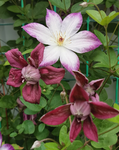 Клематис Пернил (Pernille), контейнер 2л