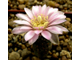 Gymnocalycium bruchii ssp.shimadae GN 531 (D=15-18мм)