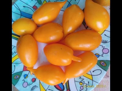 Томат Сокровище (Akmore Treasure)