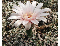 Gymnocalycium calochlorum VG-484 - 5 семян