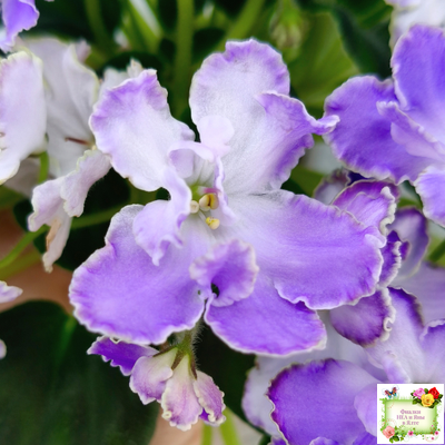 LV-Цветы для Любимого (Л. Шевелева) 2025 г. трейлер (клакамасный лонг)