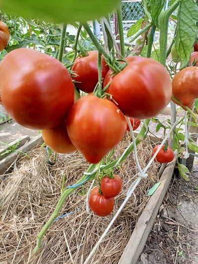 Томат Кинг конг (King kong)