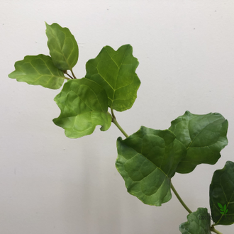 Никодемия дуболистная /  Nicodemia ( Buddleja indica )