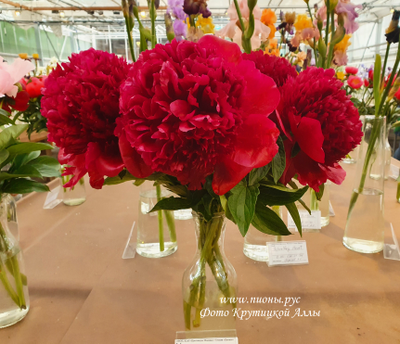 Пион Red Charm (Ред Чарм)