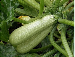 Кабачок