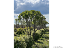 Топиар Ива ломкая в форме зонта