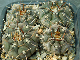 Gymnocalycium esperanzae VG-1306 (D=25-30 мм)