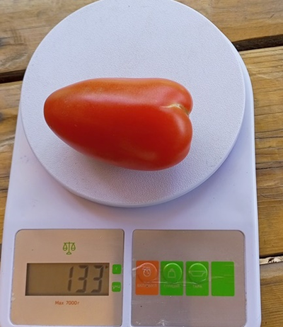 Томат Наследие Кати Мазотти