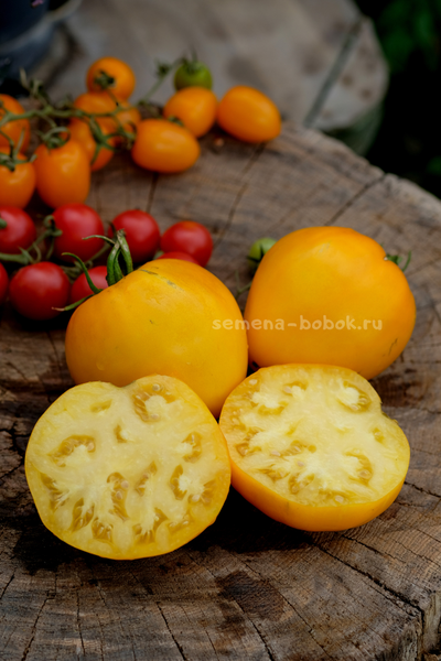 Томат Домашние Сердца Желтые от Гонсиоровских, 10 шт