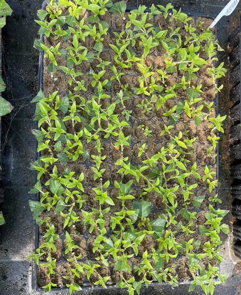 Черенки в кассете (гортензия)