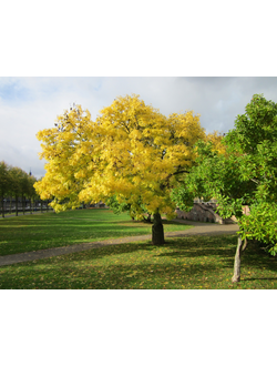 Ясень золотистый (золотокорый)