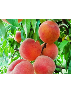Персик Эрли Ред