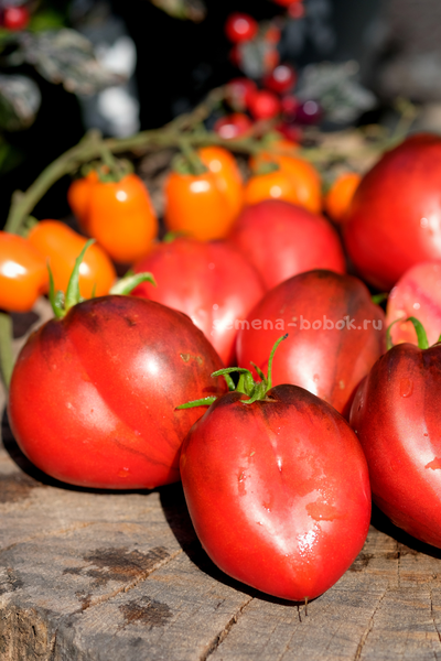 Томат Бронзовые Носики Сержанта Пеппера, 10 шт