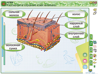 Наглядная начальная школа. Окружающий мир 3 класс. Человек и природа, 3 кл.